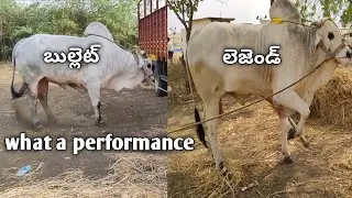 Mind blowing boulder Bulls 2 Ongole Bulls 2 variations performance in Ongole Bulls in Andhra Pradesh