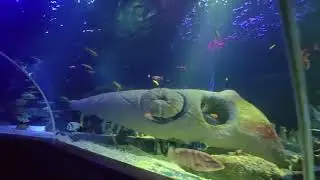 Sea Life Helsingi 2024 vol VII