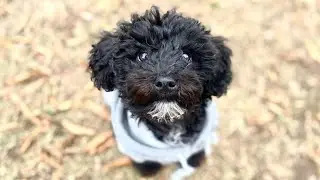 MEET MY YORKIE POO + DOG TREAT HAUL + DOG CARE | JQ