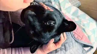 У пантеры Луны украли подарок 😖🐾