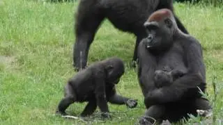 Gorilla Baby Anandi & Melima and her new Baby Tara