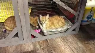Slot Cats!!