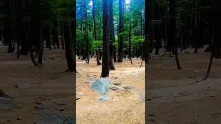Kalam Forest (Kalam Jungle )