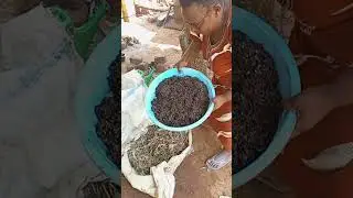 Zero-Waste Mushroom Cultivation: Sterilizing Substrate with Leftover Cooking Fire