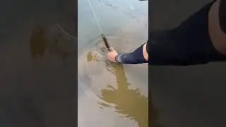 wow Amazing Big Eel Fishing #Eelfishing ##Bigeel #Short
