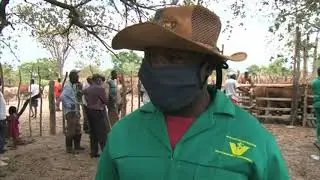 Directorate of Veterinary Services battles FMD outbreak in Kavango regions - NBC