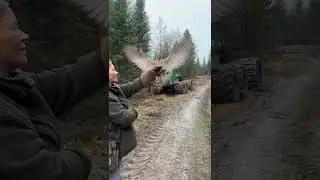 Spaziergang mit dem Habicht