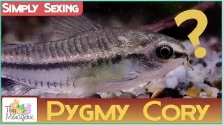 Simply Sexing Pygmy Corydoras - How to tell Male from Female