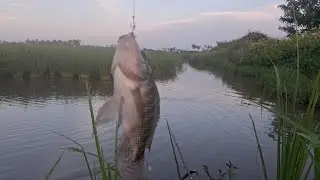 Spot baru ikan nya haup haup#spotnilaliar #spotrawarawa #mamcingliar #mancing 