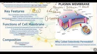 Plasma membrane , structure , Function  | Cell Basics | Class 9 Science