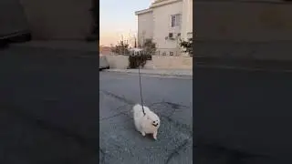 How to Walk Your Dog on Coronavirus Quarantine Drone Dog Walking