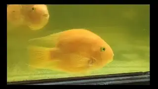 TOUR TO PUNE AQUARIUM | Shambaji Garden Acquarium Pune