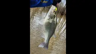 January 20th 2026  white bass fishing.