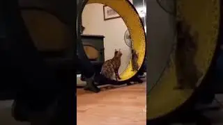 Funny Cat Show #viral #shots #pets #amazing
