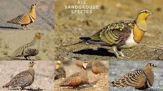 All Sandgrouse species / Complete list of Sandgrouse / Types of sandgrouse
