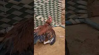 Power Of Desi Rooster 🐓 #rooster Aseel Vs Desi