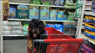 MEET RSK RAMBO 🔥SEE HOW HE DID ON HIS FIRST TRIP TO TRACTOR SUPPLY