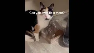 Tails, Paws & People: A Compilation of Funny Moments