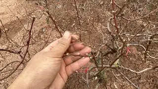30/11 (18/01) - Đào tết năm 2026 nở sớm hàng loạt, thời tiết nguy hiểm các bác nên chú ý