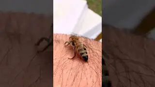 M&Uuml;THİŞ BİR SOKUŞ😁