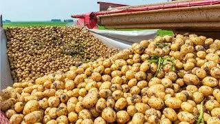 How Harvest Thousand Tons of Potato with Modern Machine | Potato harvesting machine