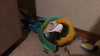 Charley gets in trouble for biting says Bad