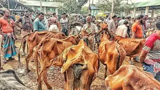 ক্রেতা নেই পানির দামে হাড্ডিসার গরুর বাজার!আমবাড়ি হাট দিনাজপুর!সস্তায় হাড্ডি গরু কিনুন!হাড্ডি গরুর 