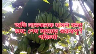 কলা চাষঃ ভালো বাজার মূল্য পেতে শেষ সময়ে যে পরিচর্যা জরুরী