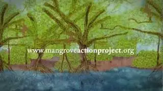 This is a Mangrove