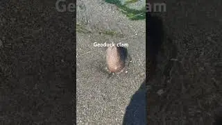 Geoduck clam is everywhere