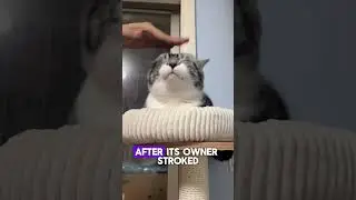 😻 This Cat&rsquo;s Reaction to a Head Massage Is Everything!