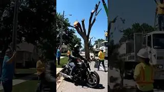 🌳 Motorcyclist Ignores Roadblock During Tree Cutting‼️😱 #viralvideo #safetyfirst #motorcyclefails