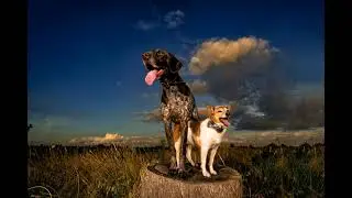 Rhyder and Manny's Dallas Dog Photography Session