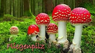 Fliegenpilz / Мухомор