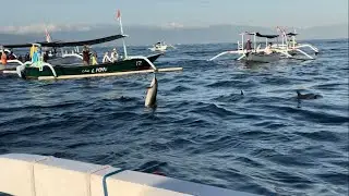 Lovina Dolphin Tour Tips | Bali Travel Guide