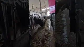 CANADIAN FARMER - YOUR DAILY DOSE OF FARMING - # 40 - SITRIX TMR FEEDING SILAGE TO DAIRY CATTLE