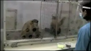 Monkey's don't use Friendly Eyes when things are unfair...we can do better!