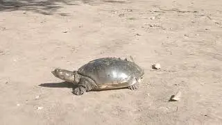 Road Par Turtle Mila 🐢 | Rescue & Release | Turtle on Road Saved 24