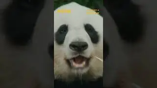 MOON THE PANDA [MOON - VELIKI PANDA] | Ulaznice u prodaji | 2025