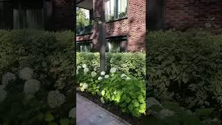 ЖИВАЯ ИЗГОРОДЬ ДЛЯ БЕЛОГО САДА