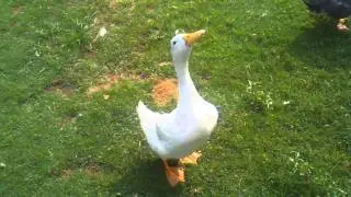 Duck hop