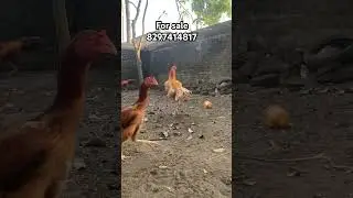 For sale video #krishna farms