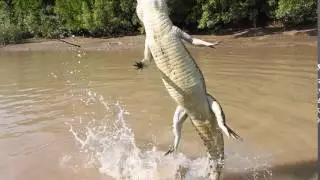 Jumping Crocodile - Adela&iuml;de River