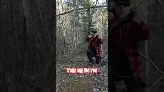 Wolf Trapping: Picking A Snare Location #trapping #wolves #predatorcontrol