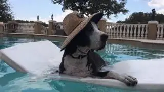 Katie the Great Dane relaxes in the pool with her floatie and sun hat