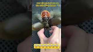 huge scary elephant beetle 🪲 😱