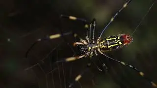 🕷️ Паук джоро / Trichonephila clavata / Joro Spider /  ジョロウグモ