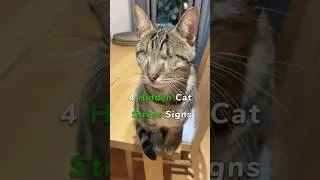4 hidden cat stress signs #cat #cats