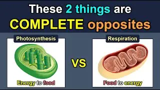 Photosynthesis vs Respiration: the ULTIMATE comparison