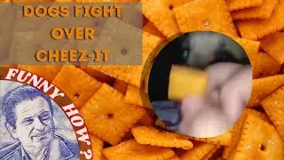 Dogs Fight Over Cheez-It!  #shorts #dogs